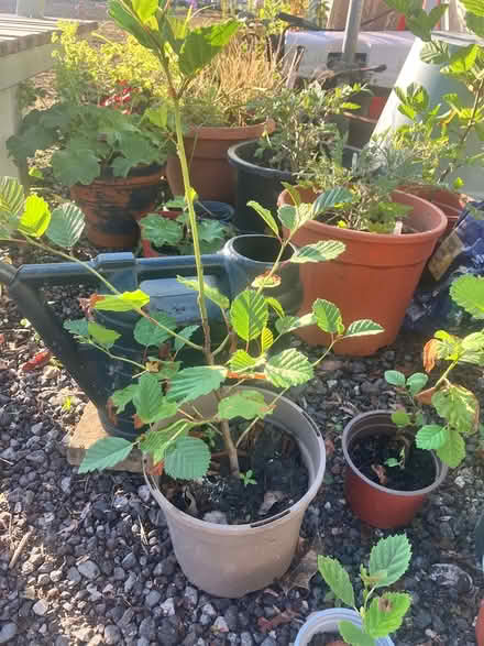 Photo of free 8 alder sapling (Stockport SK26) #3
