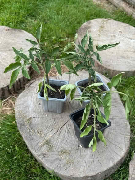 Photo of free Sad Tomato Plants (Grafton SY4) #1