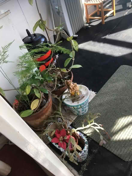 Photo of free Various pots with plants (High Barnet EN5) #2