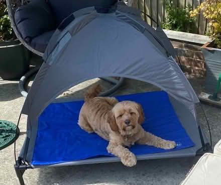 Photo of free Pet raised bed with canopy (Sidley TN39) #1