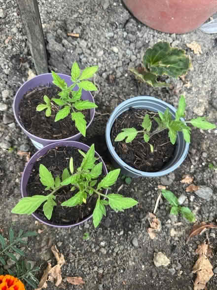 Photo of free Tomato plants (Grafton SY4) #1