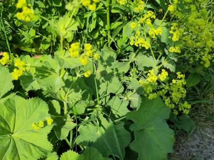 Photo of free Alchemilia Mollis plant (Weston Rhyn SY10) #1