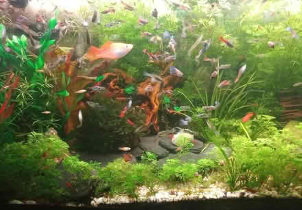 Photo of free Beautiful tropicals (NR7) #1