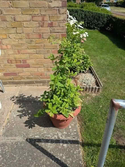Photo of free Oak Tree (Chells SG2) #2