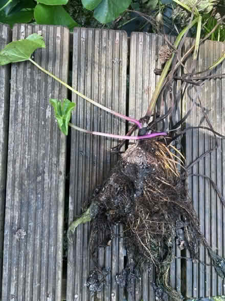 Photo of free Pond plant - marsh marigold (Gaurlford WR14) #1