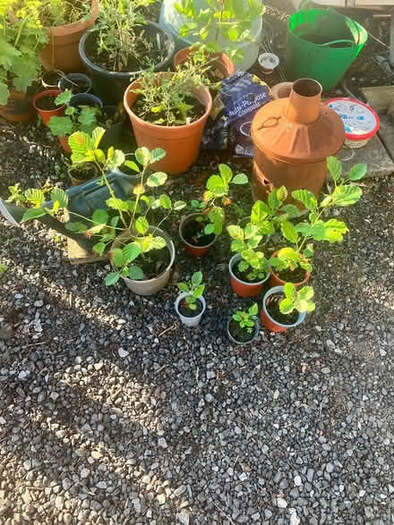 Photo of free 8 alder sapling (Stockport SK26) #1