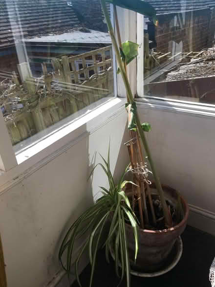 Photo of free Various pots with plants (High Barnet EN5) #1