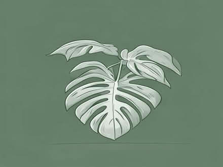Photo of free Monstera plant. (islington N1) #1