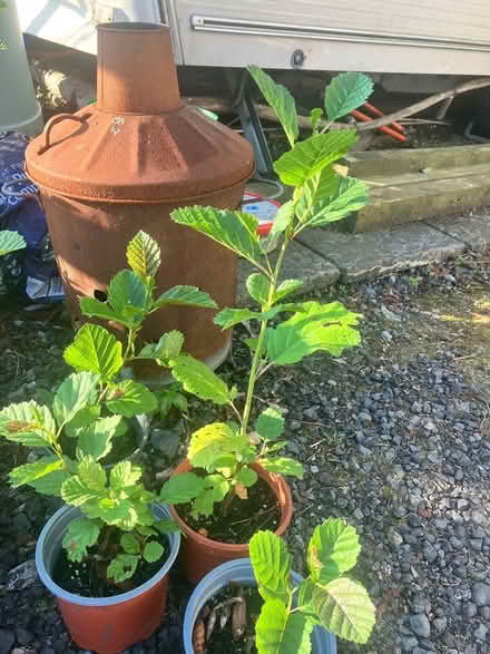 Photo of free 8 alder sapling (Stockport SK26) #2