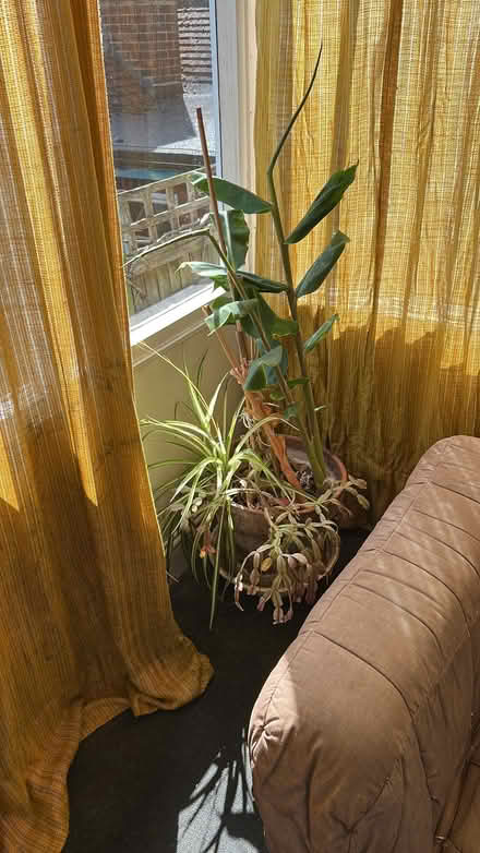 Photo of free Various pots with plants (High Barnet EN5) #4