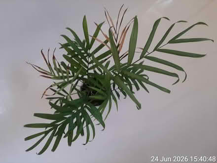 Photo of free Parlour palm for rescue (Edgwarebury Lane) #3