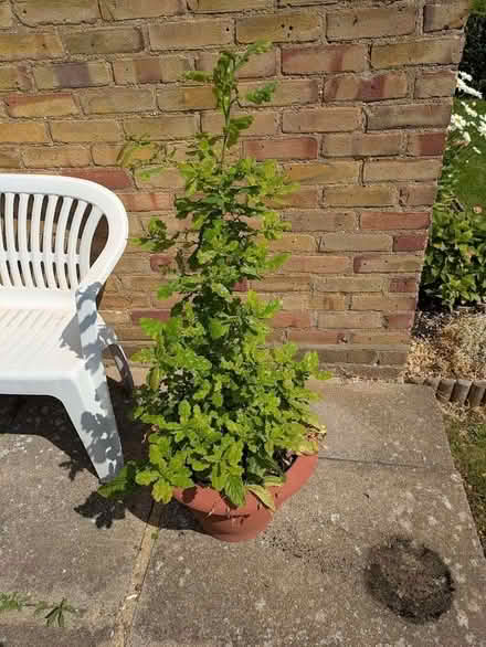 Photo of free Oak Tree (Chells SG2) #1