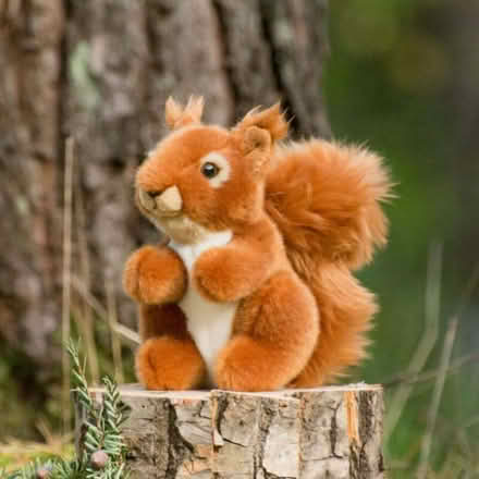 Photo of Squirrel teddy (CT11) #1