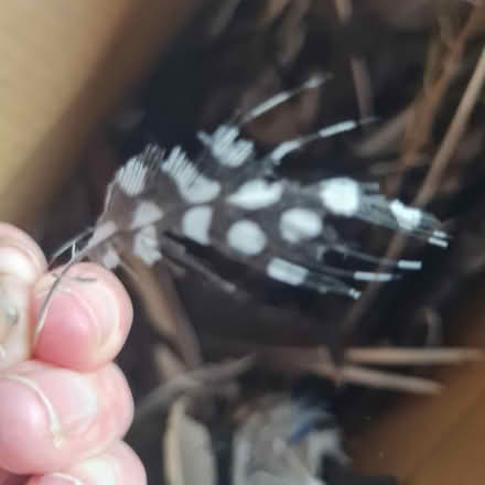 Photo of free Feathers (Morda SY10) #2