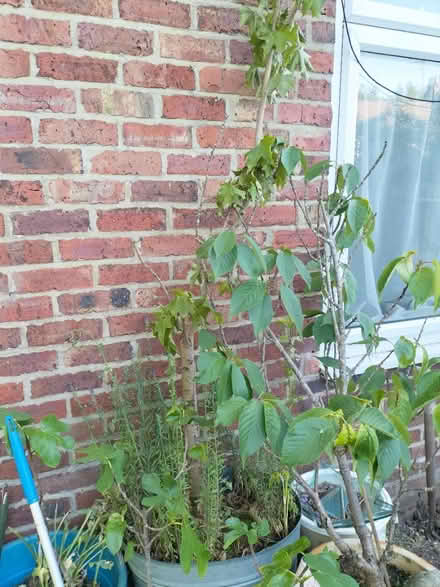 Photo of free Norwegian maple tree (kilham) #1