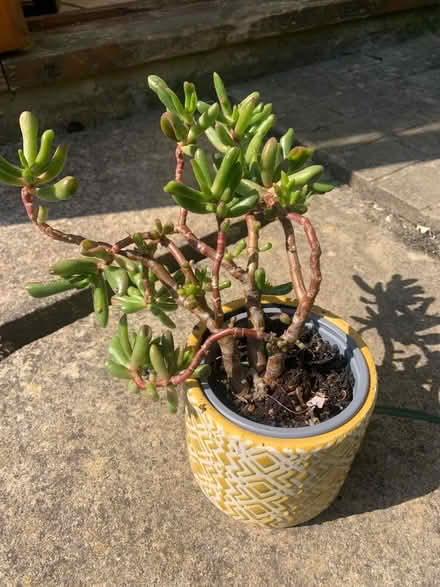 Photo of free Succulent plant (Great Rollright OX7) #1