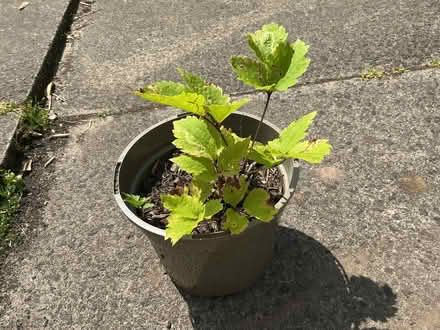 Photo of free Garden plants (Little Lever BL3) #1