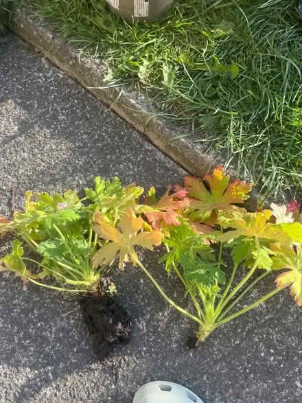 Photo of free Geranium plants (Garston L19) #3