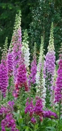 Photo of free Foxglove seeds (Haywards Heath RH16) #2