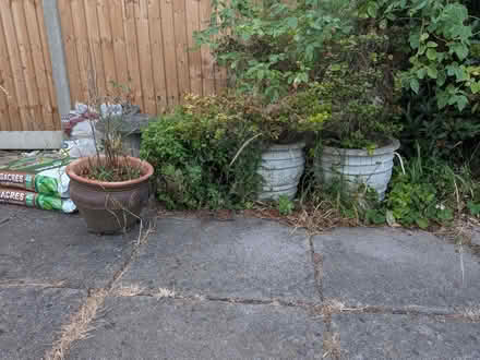 Photo of free Garden plant pots (Ashford TW15) #1