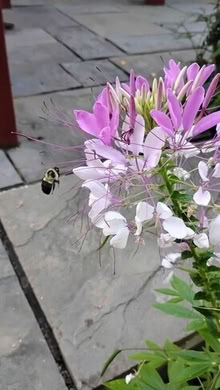 Photo of free Flower plant seedlings (20876) #1