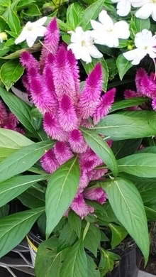 Photo of free Flower plant seedlings (20876) #2