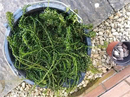 Photo of free Pond plants (The Reddings) #1