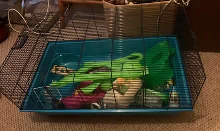 Photo of free Cafe for Guinea pigs/Rabbit (Levenshulme M19) #2