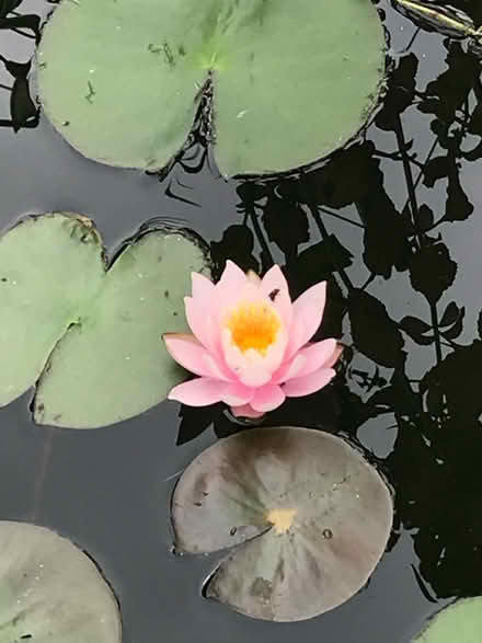Photo of free Water lily rhizomes (Stoke Hill, Exeter) #1