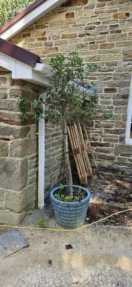 Photo of free 2 standard Holly trees (Millthorpe S18) #1