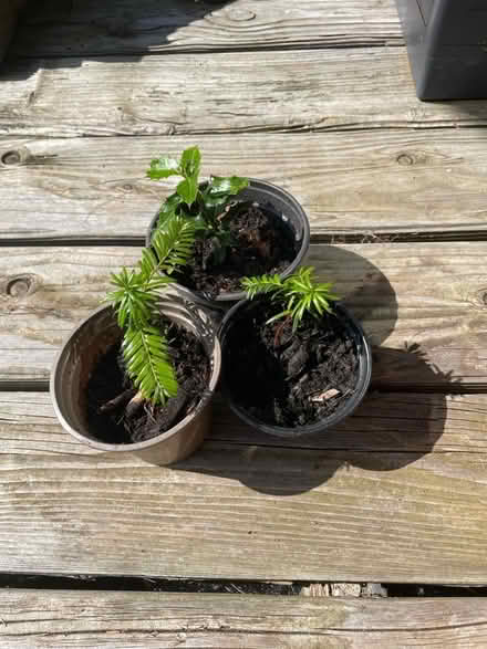Photo of free Yew and holly saplings (Merchiston EH10) #2