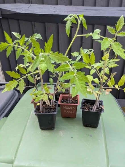 Photo of free Several Tomato lants (Wincheap CT1) #1