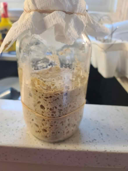 Photo of free Sourdough starter (Mississauga Ontario Canada) #1