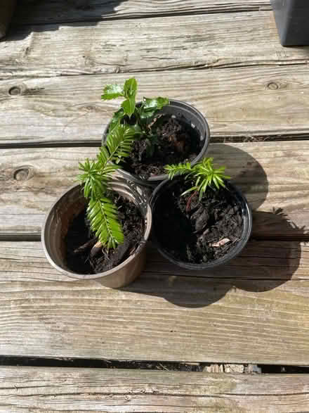 Photo of free Yew and holly saplings (Merchiston EH10) #1
