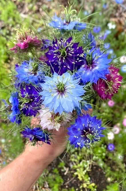 Photo of free Seeds from love-in-a-mist plants (Haywards Heath RH16) #3