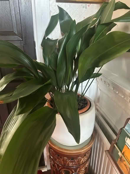 Photo of Aspidistra house plant (Grange-over-Sands LA11) #1