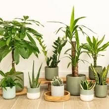 Photo of House plants (Southsea PO5) #1