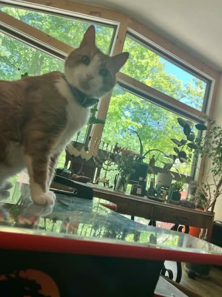 Photo of free Cat treats (N. Stamford) #3