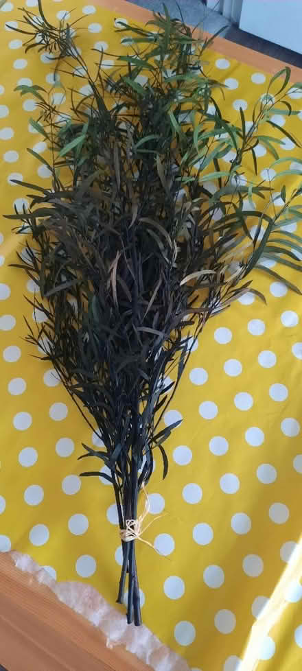 Photo of free Dried Ecualyptus (Hereford, Belmont) #1