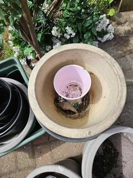 Photo of free Garden pots and a plastic plant. (Sunniside NE16) #4