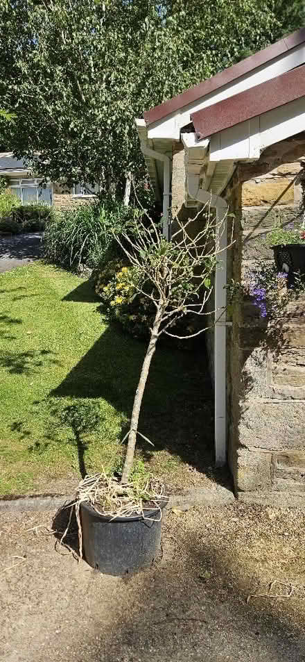 Photo of free 2 standard Holly trees (Millthorpe S18) #2