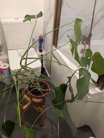 Photo of free 7 year old Monstera (CF24 2SF) #1
