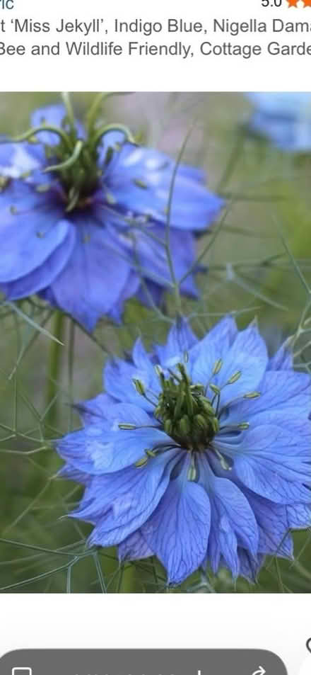 Photo of free Seeds from love-in-a-mist plants (Haywards Heath RH16) #1