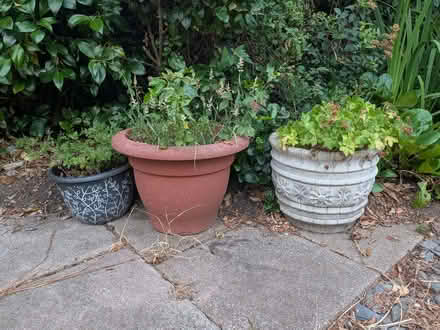 Photo of free Garden plant pots (Ashford TW15) #2