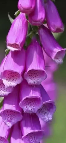 Photo of free Foxglove seeds (Haywards Heath RH16) #1
