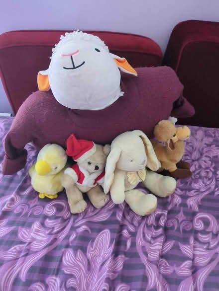 Photo of free Sheep and friends (Thamesmead South DA18) #1