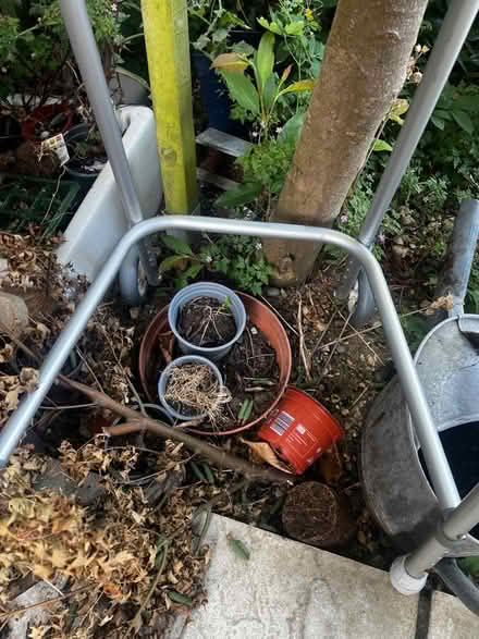 Photo of free Walker (Wimbledon Village SW19) #3