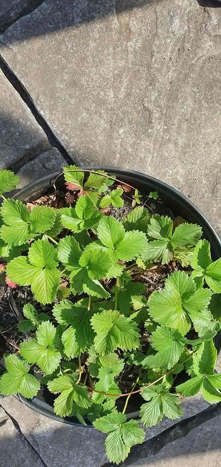 Photo of free Strawberry Plant(s) (Central Sandbach CW11 1GY) #1