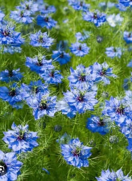 Photo of free Seeds from love-in-a-mist plants (Haywards Heath RH16) #2