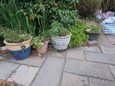 Photo of free Garden plant pots (Ashford TW15) #3